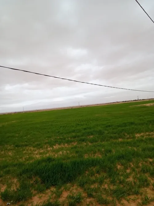 Vente Terrain Agricole M'Sila Zerarka