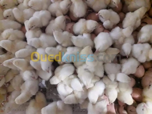 Poussin فلوس كوب أربوراك