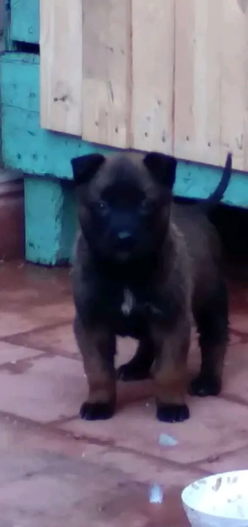 Chien malinois charboni