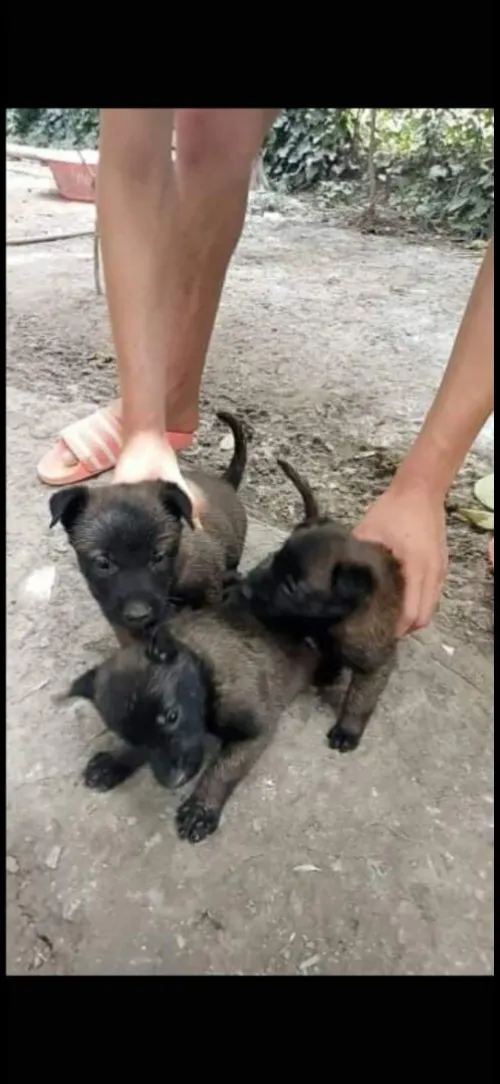 Chien malinois charboni