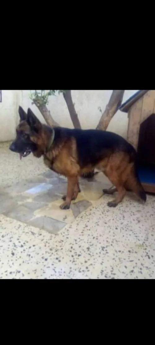 Chien berger allemond