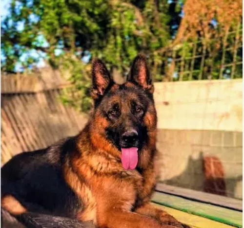 Chien berger allelond