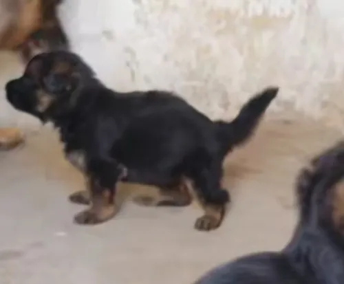 Chien berge allemond