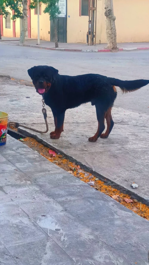 Chien rottwieller