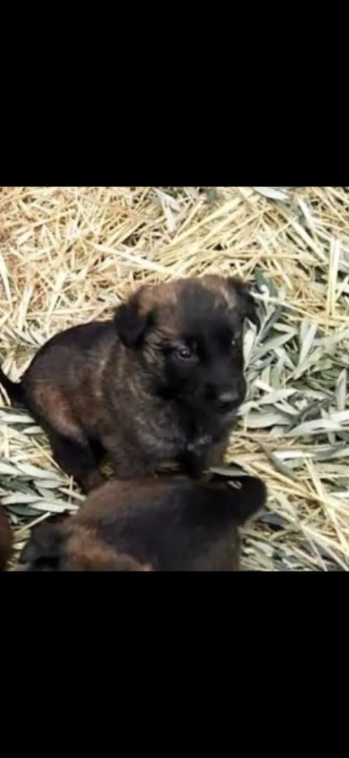 Chien malinois charboni