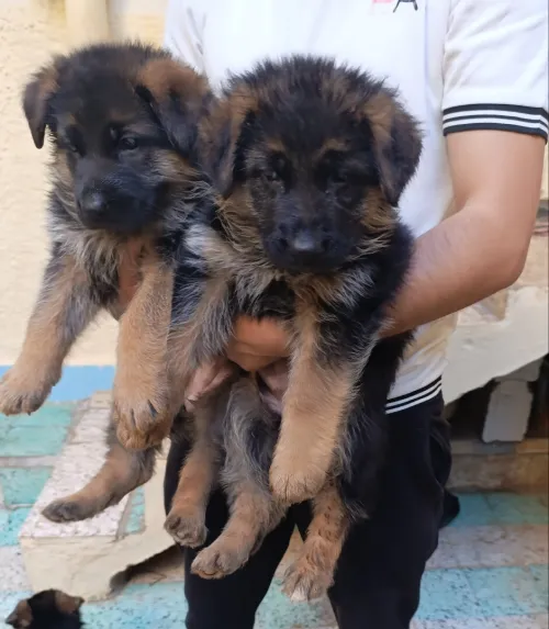  Berger allemand برجي ألمون