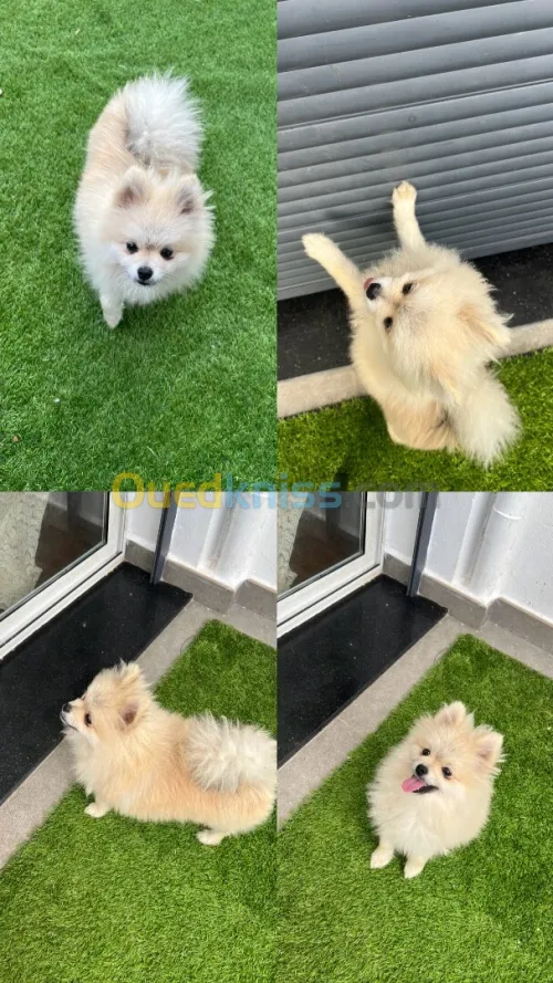 Adorable spitz a vendre pure race 