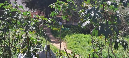 Vente Terrain Alger Bouzareah