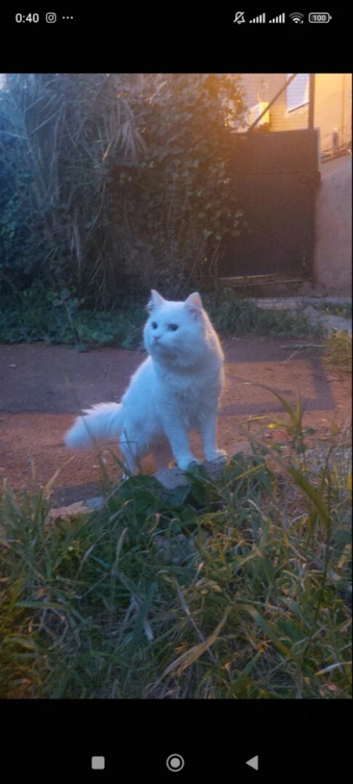 Chat Mal 18mois 