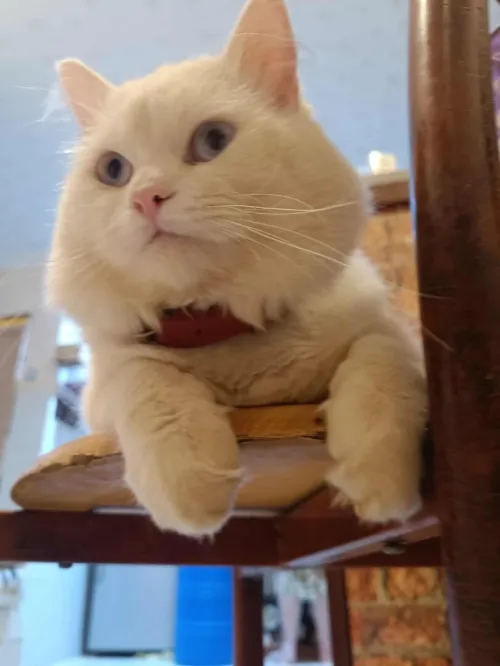 Chat Mal 18mois 