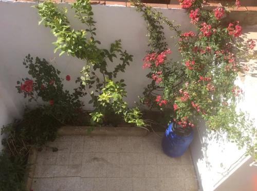 Vente Villa Blida Boufarik