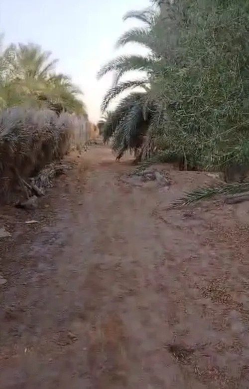 Vente Terrain Agricole Ouargla Ain beida