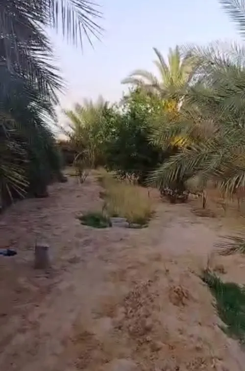 Vente Terrain Agricole Ouargla Ain beida