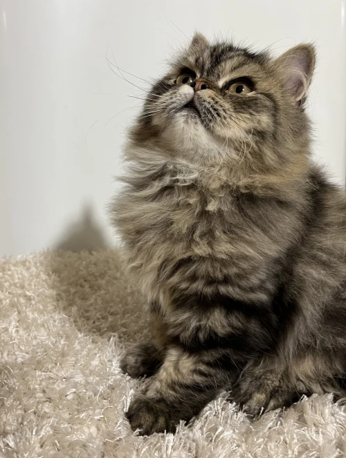 Chat persan