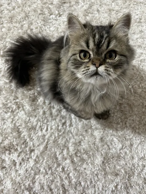 Chat persan