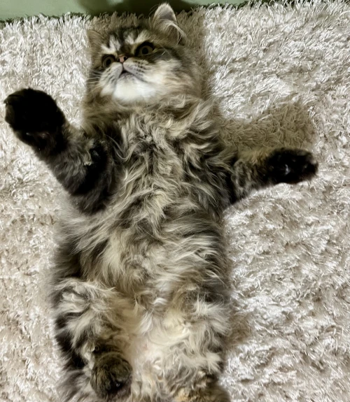 Chat persan