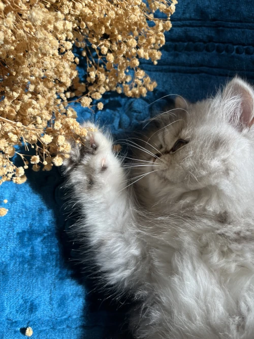 Chaton female