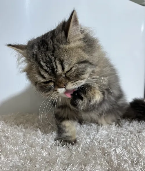 Chat persan