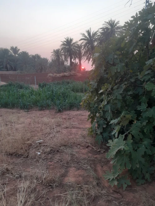 Vente Terrain Timimoun Timimoun