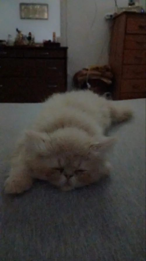 Chat pickey face mal