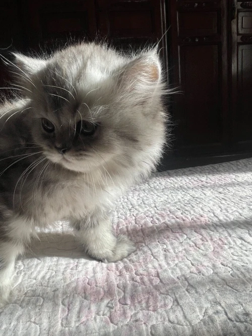 Chatton Persan chinchilla noire (female) et silver (male)
