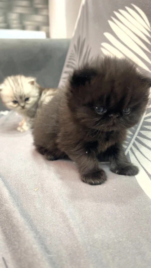 Chatton Persan chinchilla noire (female) et silver (male)