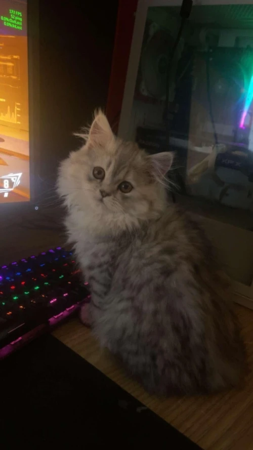 Chatton Persan chinchilla FEMALE