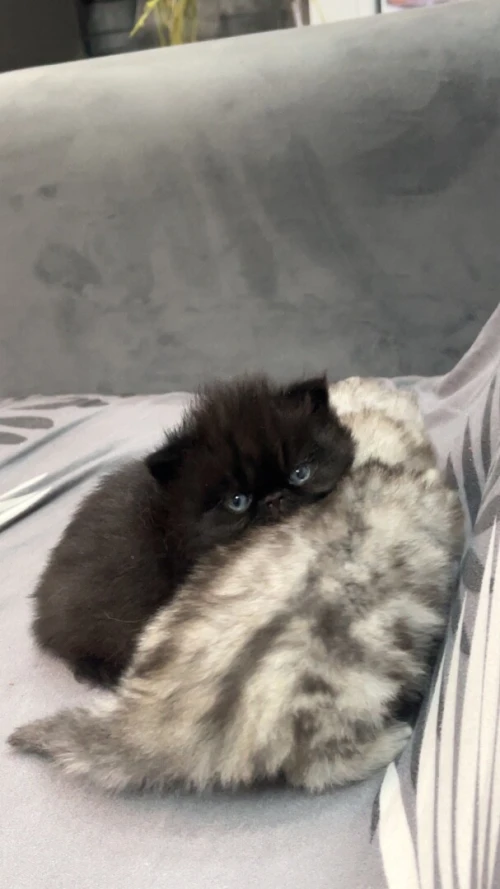 Chatton Persan chinchilla noire (female) et silver (male)