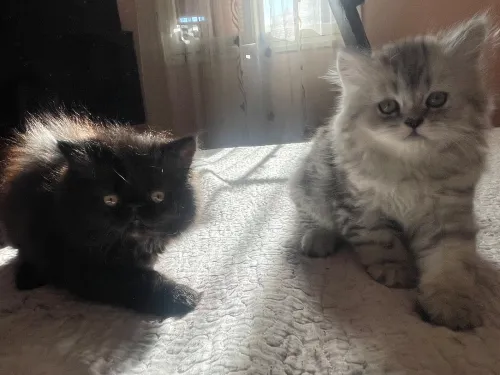 Chatton Persan chinchilla noire (female) et silver (male)