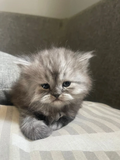 Chatton Persan chinchilla FEMALE