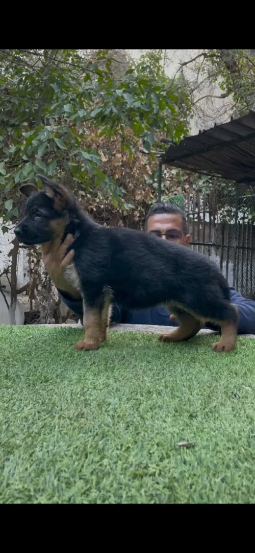 Chiot berger allemand