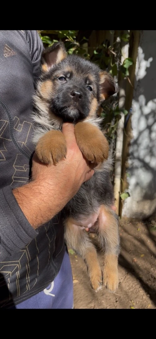 Berger allemand pedigrée