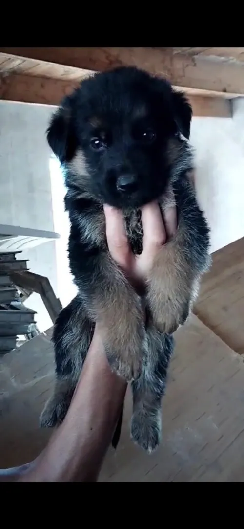 Chiot Femelle berger allemand