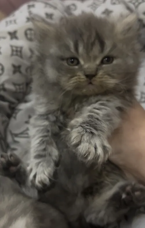 Chat British longhair male