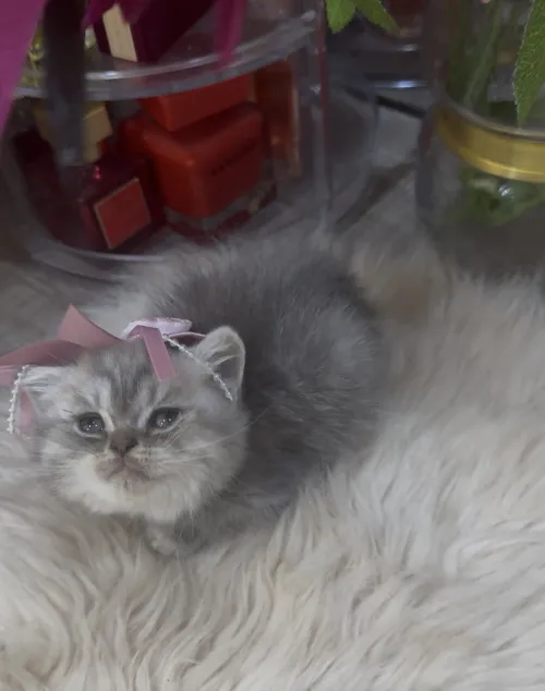 Chatte British shorthair Silver