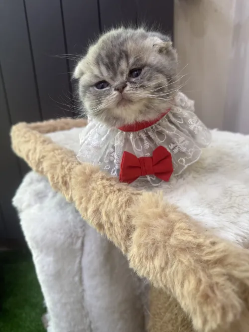 Chat Scottish fold male