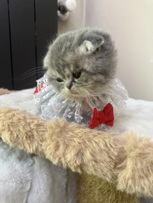 Chat Scottish fold male