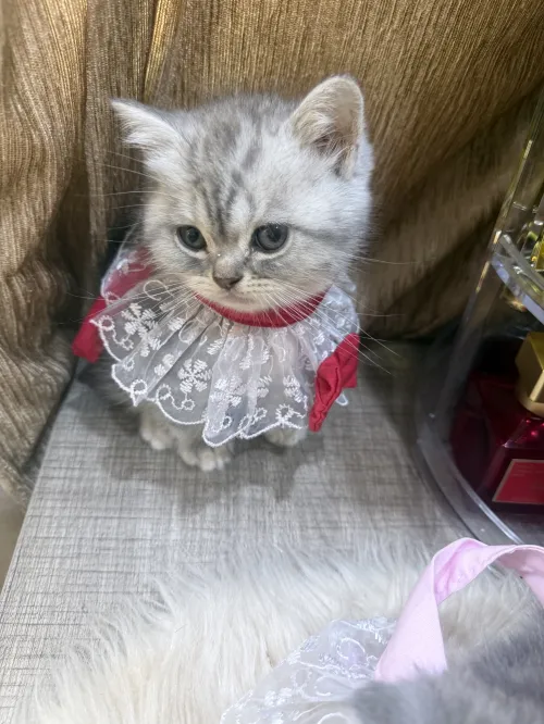 Chat British shorthair Silver