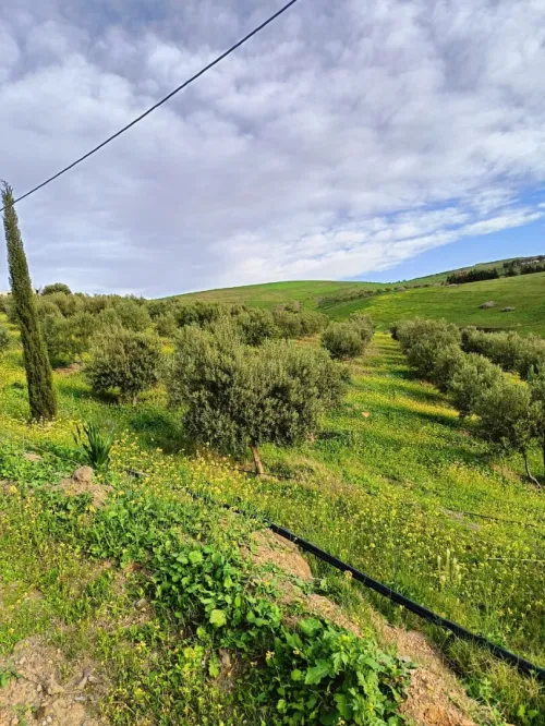Vente Terrain Agricole Aïn Témouchent Ain kihal