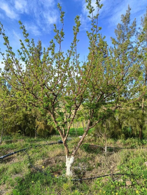 Vente Terrain Agricole Aïn Témouchent Ain kihal