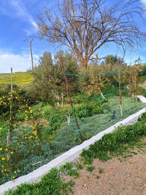 Vente Terrain Agricole Aïn Témouchent Ain kihal