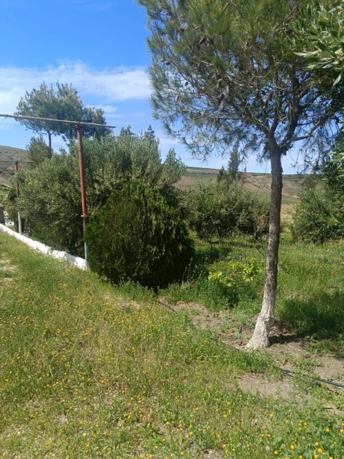 Vente Terrain Agricole Aïn Témouchent Ain kihal