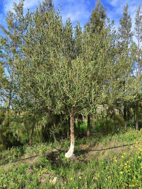 Vente Terrain Agricole Aïn Témouchent Ain kihal