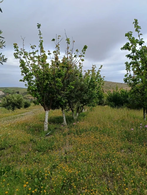 Vente Terrain Agricole Aïn Témouchent Ain kihal