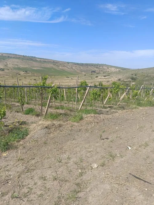 Vente Terrain Agricole Aïn Témouchent Ain kihal