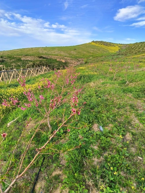 Vente Terrain Agricole Aïn Témouchent Ain kihal