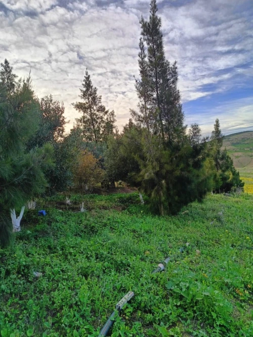Vente Terrain Agricole Aïn Témouchent Ain kihal