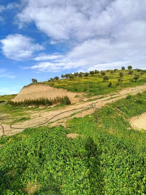 Vente Terrain Agricole Aïn Témouchent Ain kihal