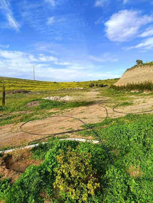 Vente Terrain Agricole Aïn Témouchent Ain kihal
