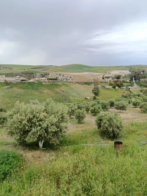 Vente Terrain Agricole Aïn Témouchent Ain kihal